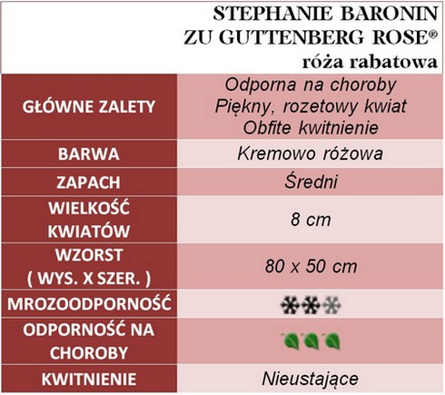 STEPHANIE BARONIN ZU GUTTENBERG ROSE róża rabatowa gł. zal